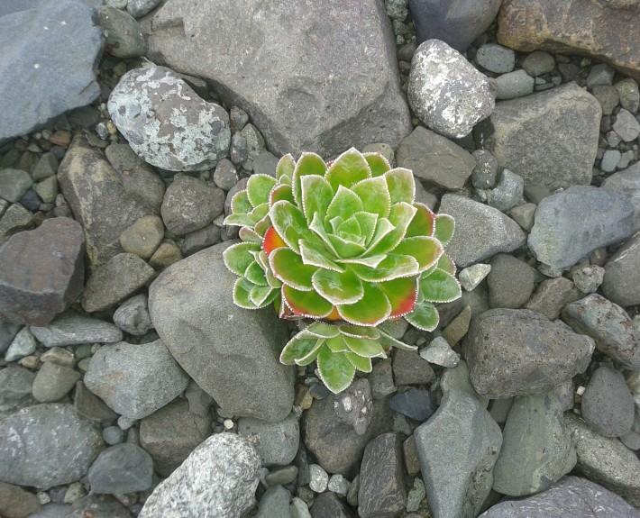 Klettafrú við Breiðamerkurjökul