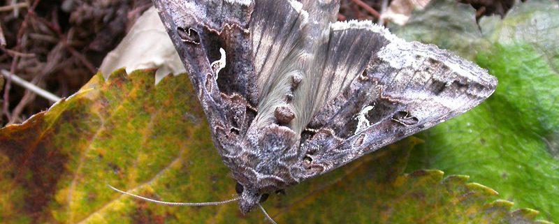Gammaygla - flækingsfiðrildi á Íslandi