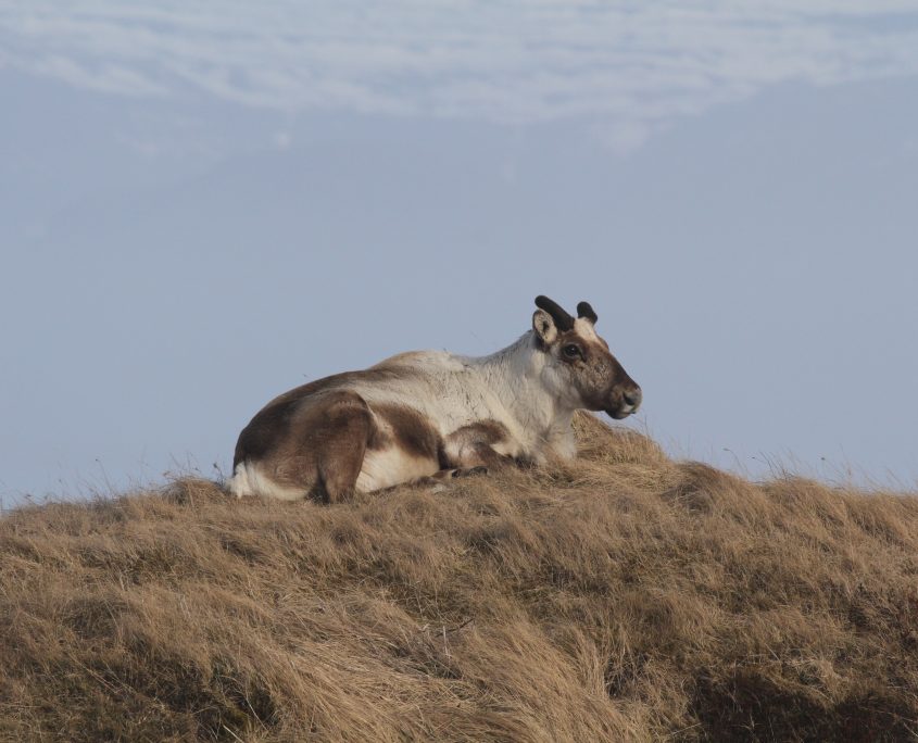 Hreindýr á Höfn. Horn byrjuð að vaxa eftir veturinn. Mynd; Björn Gísli Arnarson, 19. april 2018.