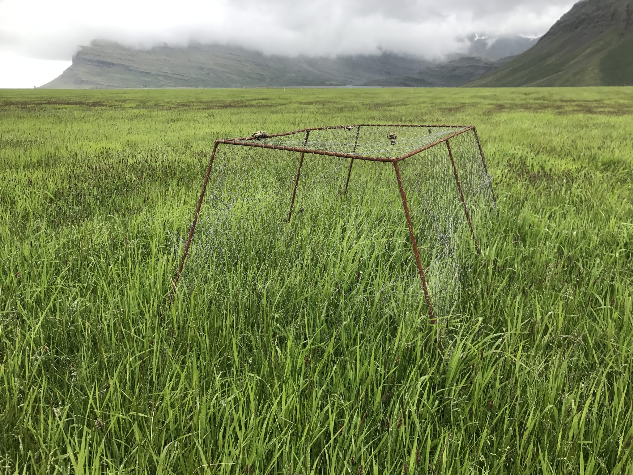 Búr á túni á Steinasandi 16. júní 2017. Ljósmynd Kristín Hermannsdóttir.