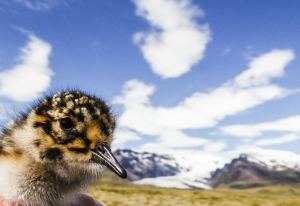 Sendlingsungi í fuglaparadísinni á Suðausturlandi, miðvikudaginn ‎20‎. ‎júní‎ ‎2018. Ljósmynd: Lilja Jóhannesdóttir.