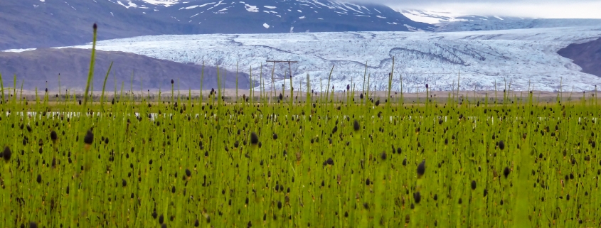 Fergin (Equisetum fluviatile) í Baulutjörn á Mýrum. Í baksýn er Fláajökull. Ljósm.: Lilja Jóhannesdóttir, 3. júlí 2018.