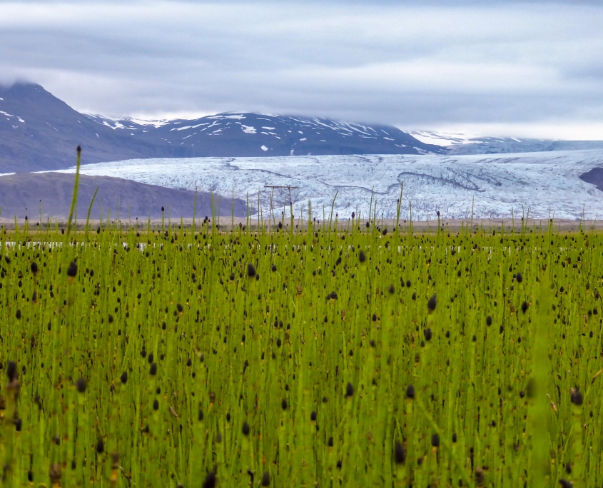 Fergin (Equisetum fluviatile) í Baulutjörn á Mýrum. Í baksýn er Fláajökull. Ljósm.: Lilja Jóhannesdóttir, 3. júlí 2018.